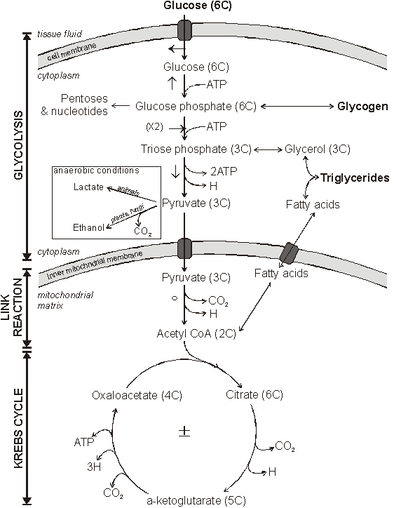 Metabolic pathway.gif