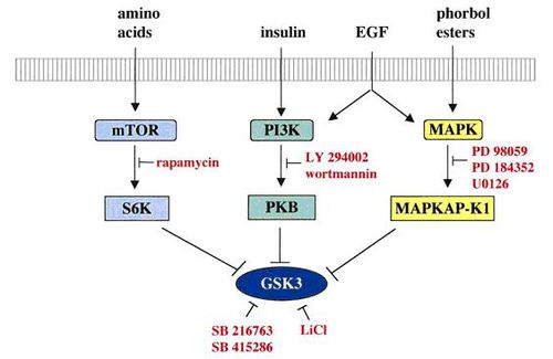 Ways to inhibit gsk3.jpg